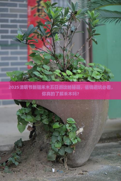 清明节到新疆禾木五日游