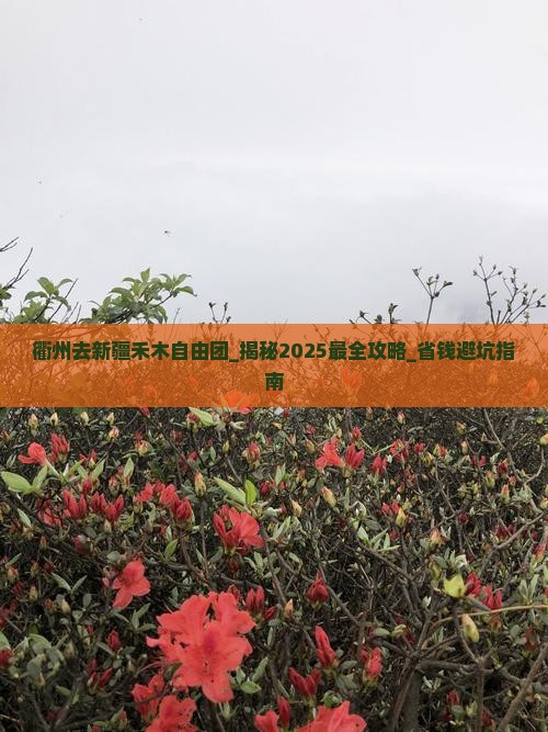 衢州去新疆禾木自由团