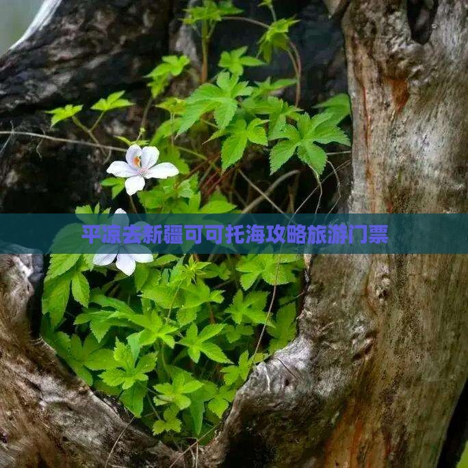 平凉去新疆可可托海门票