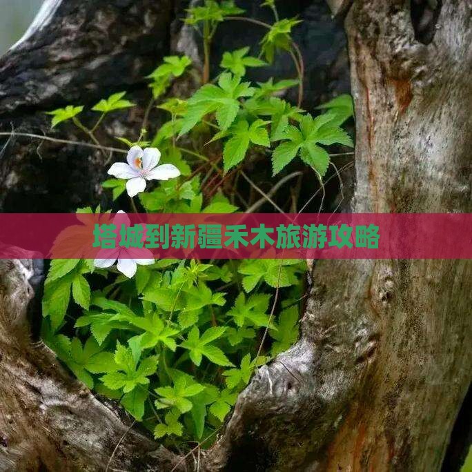 塔城到新疆禾木哪里玩