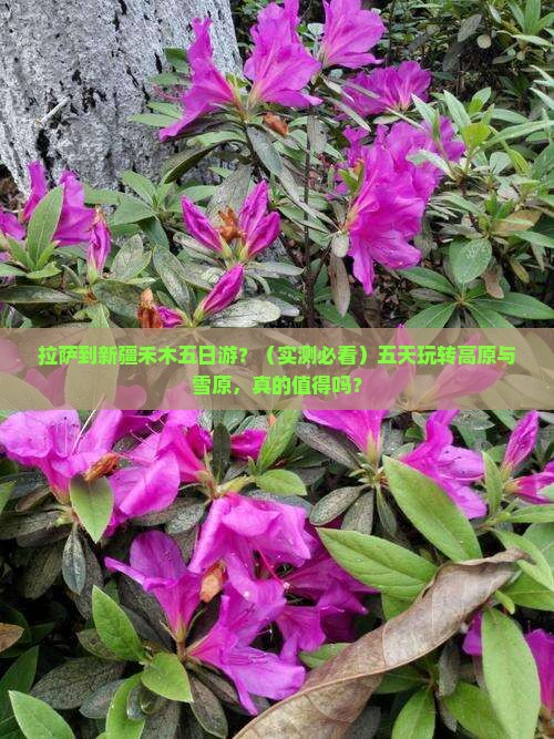 拉萨到新疆禾木五日游