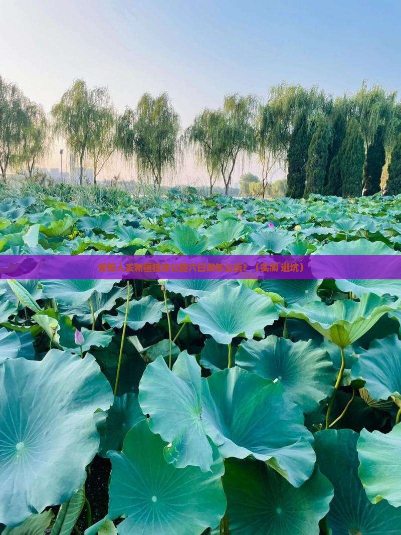 安阳去新疆独库公路六日游
