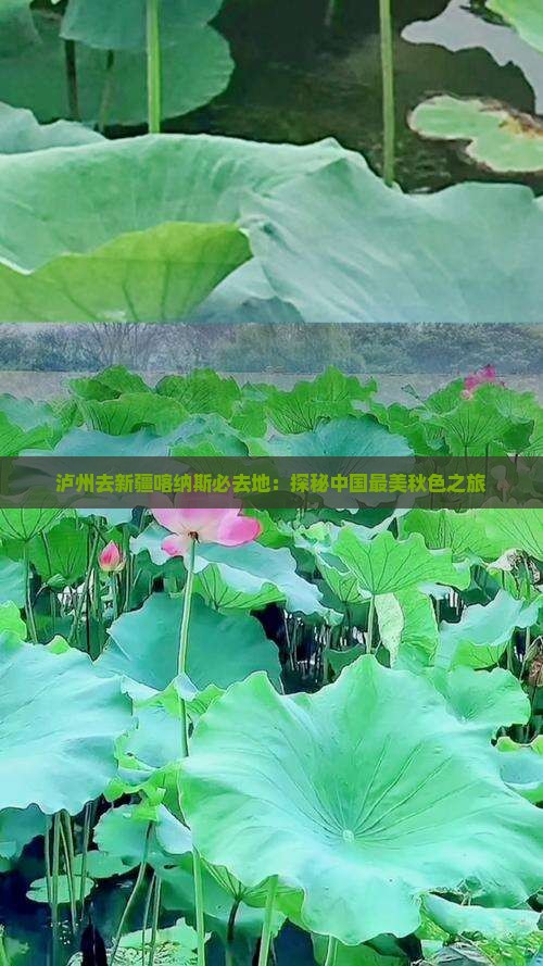 泸州去新疆喀纳斯必去地