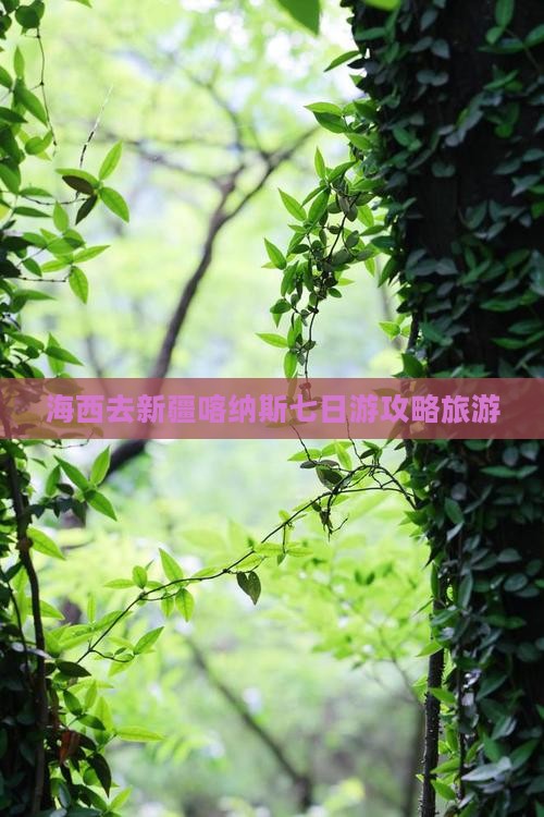海西去新疆喀纳斯七日游