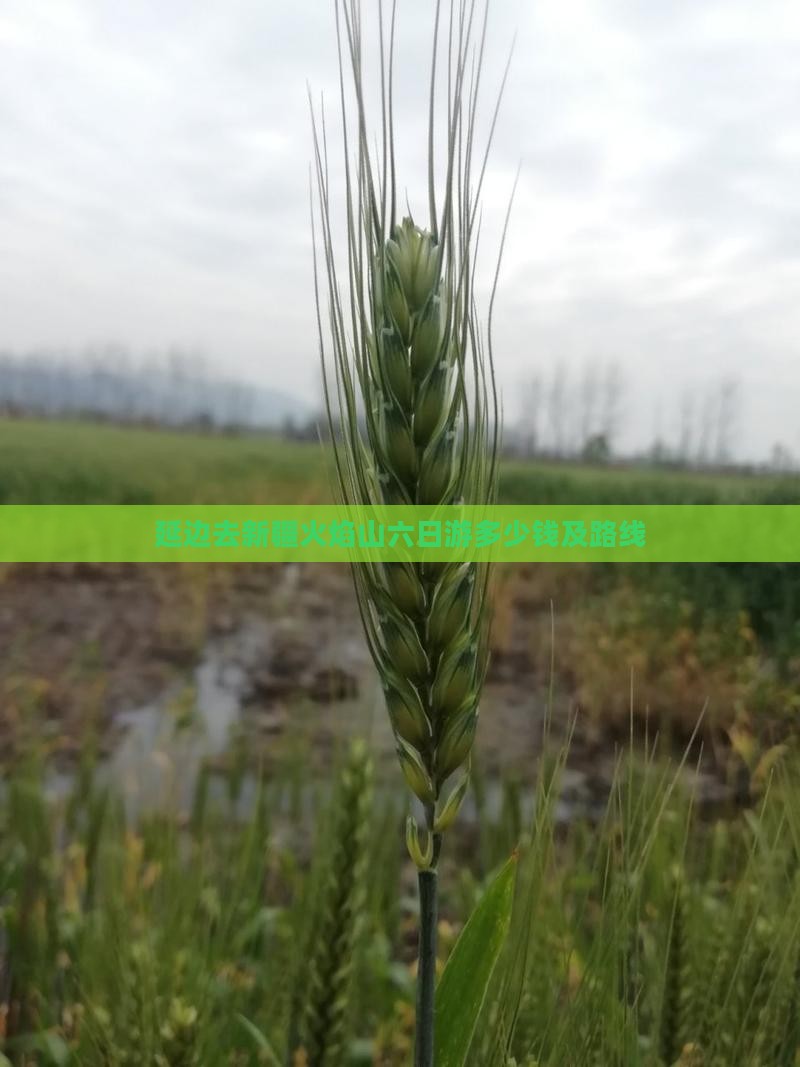 延边去新疆火焰山六日游