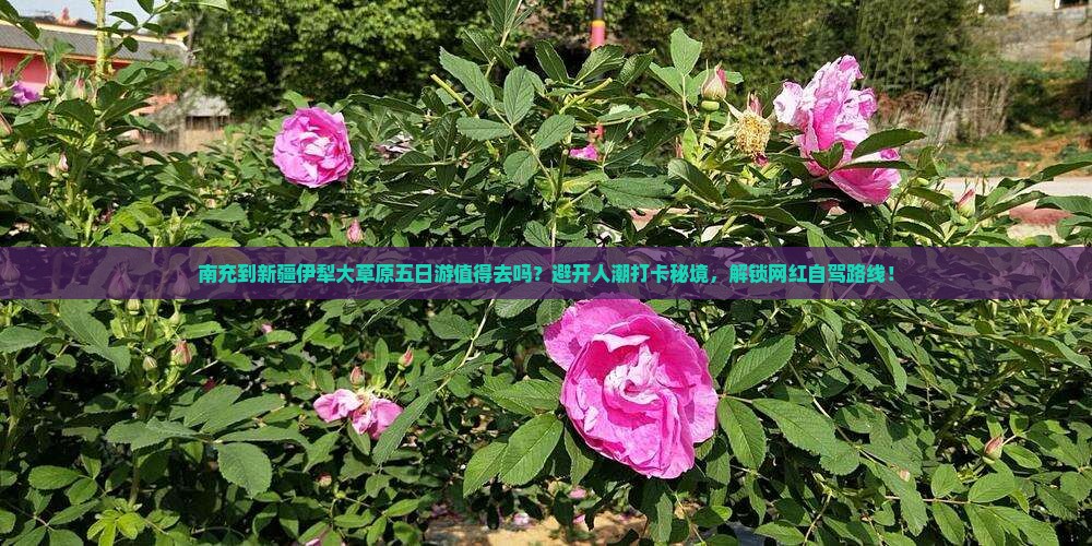南充到新疆伊犁大草原五日游