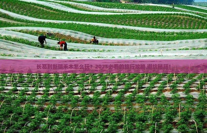 长葛到新疆禾木旅行社
