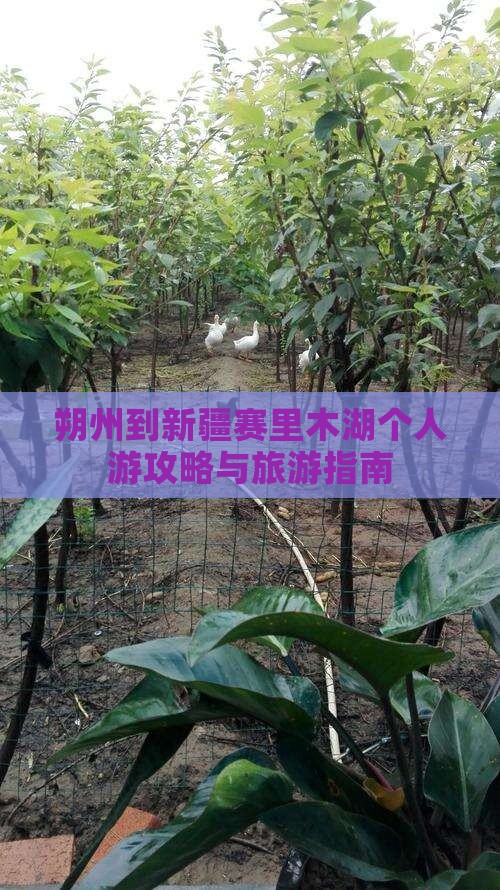 朔州到新疆赛里木湖个人游