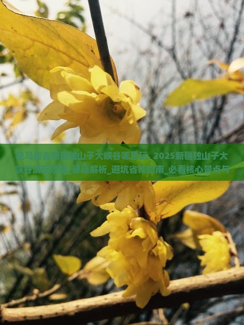 驻马店去新疆独山子大峡谷哪里玩