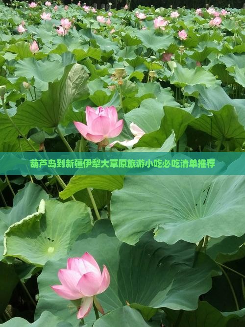葫芦岛到新疆伊犁大草原旅游小吃