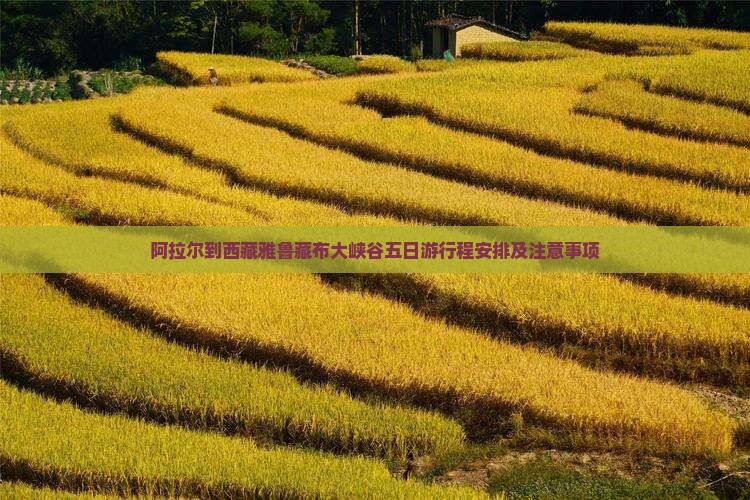 阿拉尔到西藏雅鲁藏布大峡谷五日游 阿拉尔到西藏雅鲁藏布大峡谷五日游
