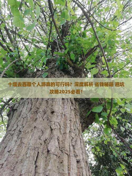 十堰去西藏个人游