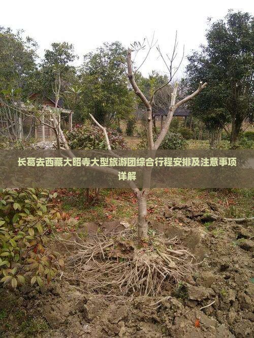 长葛去西藏大昭寺大型旅游团