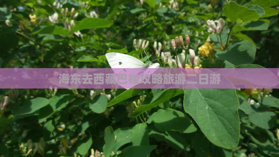 海东去西藏巴松措二日游