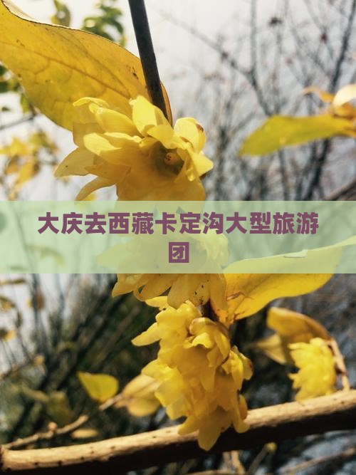 大庆去西藏卡定沟大型旅游团