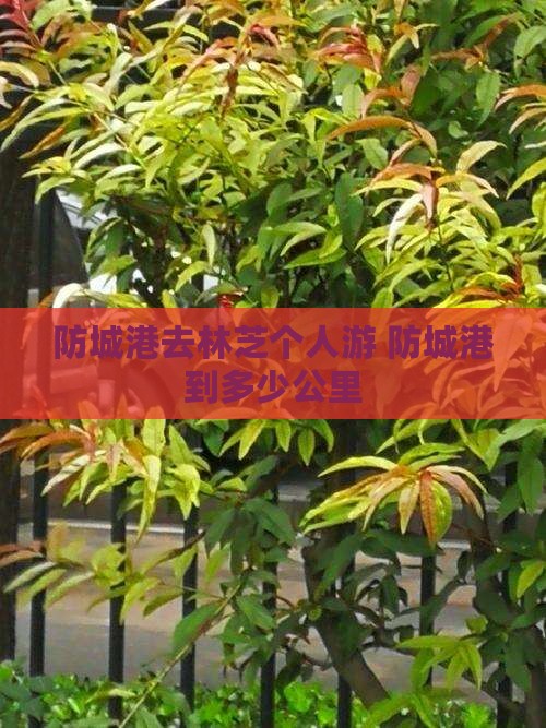 防城港去西藏林芝个人游