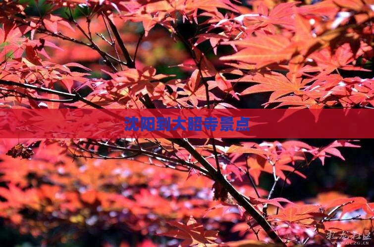沈阳到西藏大昭寺景点
