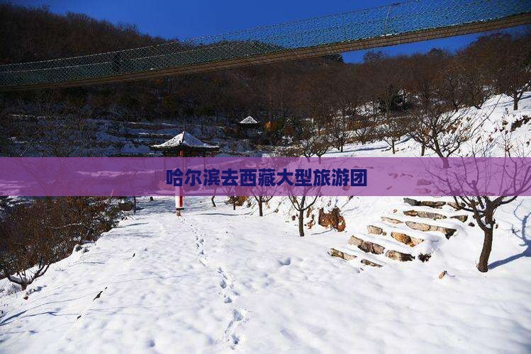 哈尔滨去西藏大型旅游团