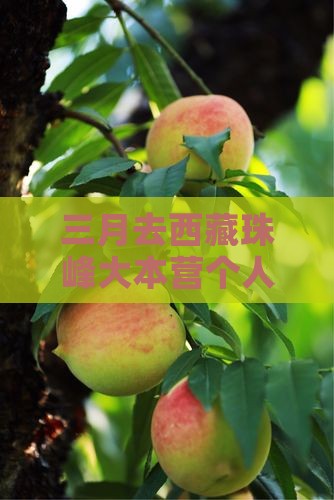 三月去西藏珠峰大本营个人游