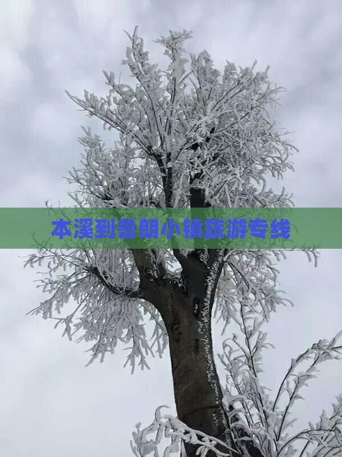 本溪去西藏鲁朗小镇旅行社