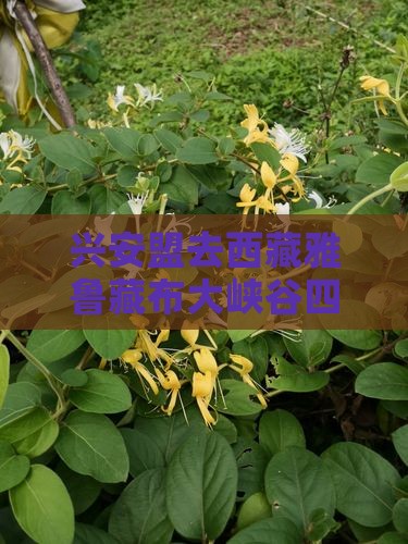 兴安盟去西藏雅鲁藏布大峡谷四日游