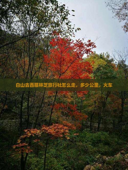 白山去西藏林芝旅行社