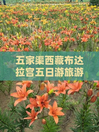 五家渠去西藏布达拉宫五日游