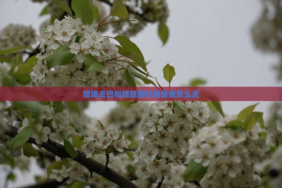 醴陵去西藏巴松措旅游
