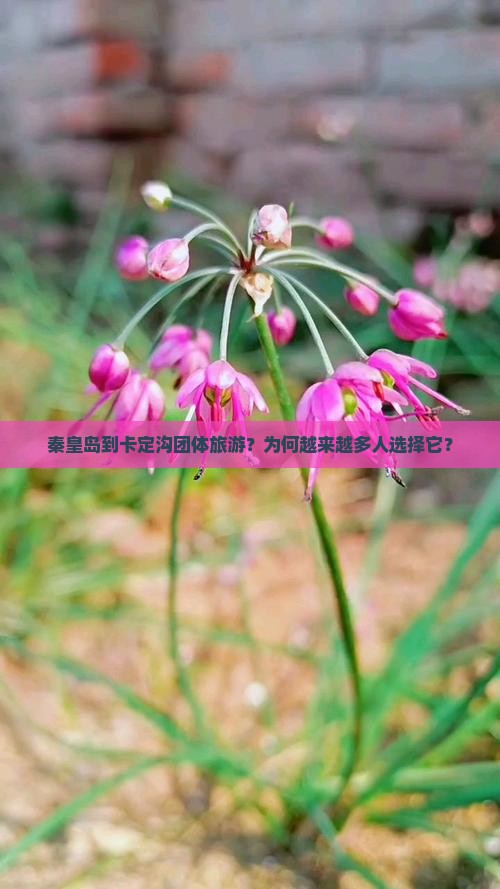 秦皇岛到西藏卡定沟团体旅游