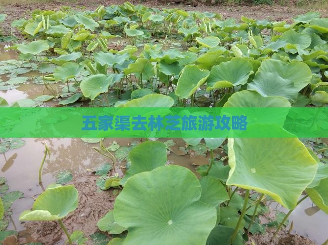 五家渠去西藏林芝旅游