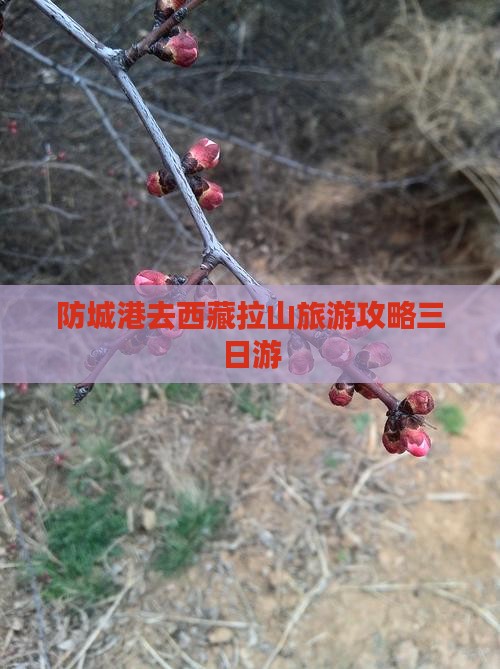 防城港去西藏色季拉山三日游