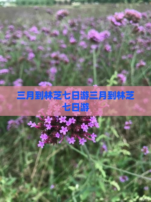 三月到西藏林芝七日游