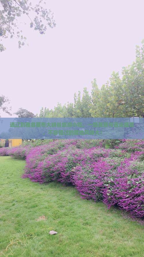 通辽到西藏雅鲁藏布大峡谷旅游小吃