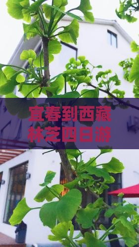 宜春到西藏林芝四日游