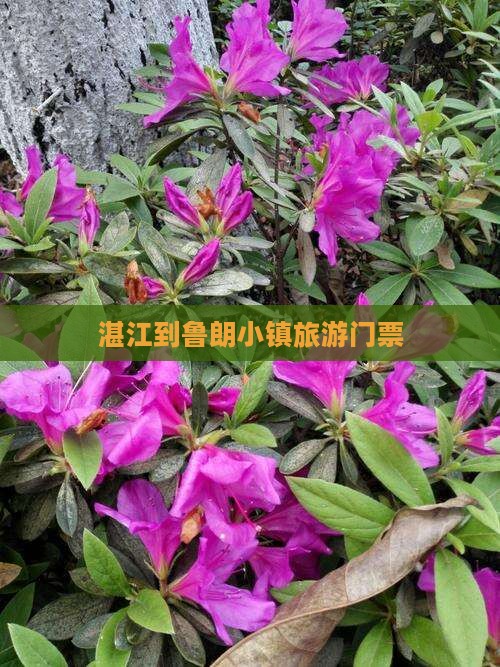 湛江到西藏鲁朗小镇门票