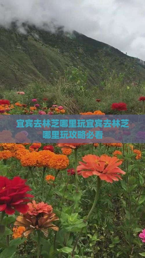 宜宾去西藏林芝哪里玩
