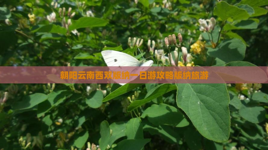 朝阳去云南西双版纳一日