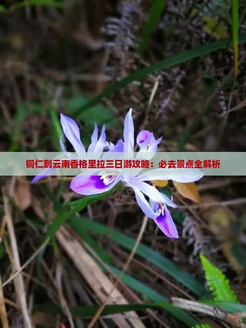 铜仁到云南香格里拉三日游
