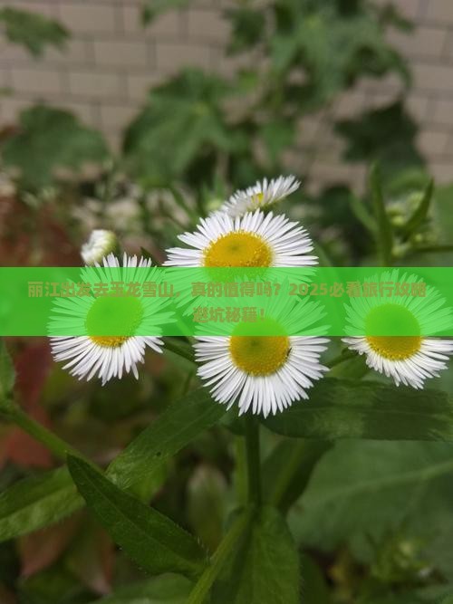 丽江到云南玉龙雪山旅行社