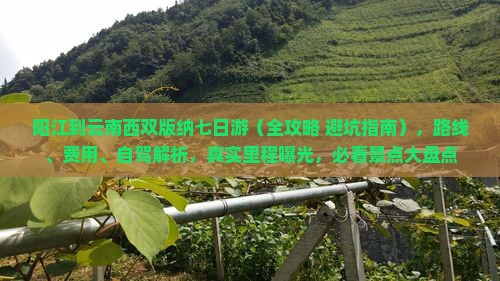 阳江到云南西双版纳七日游