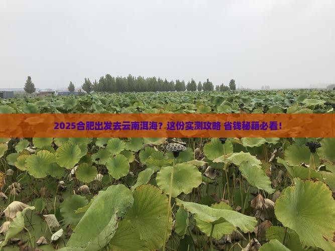合肥去云南洱海旅行社