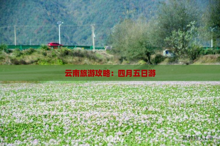 四月到云南五日游