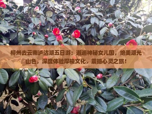 柳州去云南泸沽湖五日游