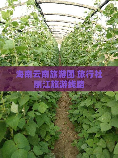 海南到云南丽江旅行社