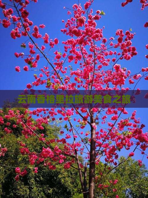锡林郭勒盟到云南香格里拉旅游小吃
