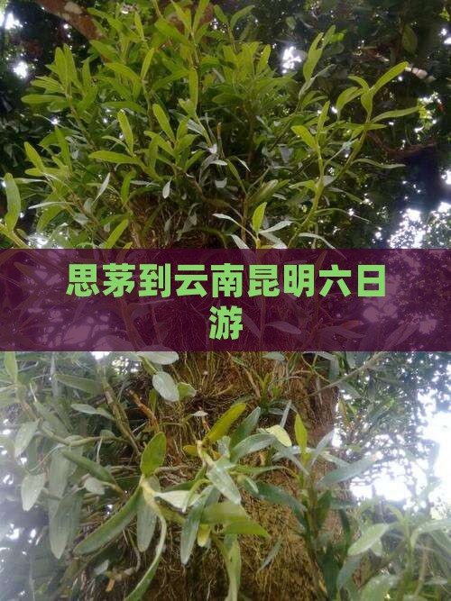 思茅到云南昆明六日游