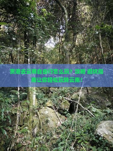 贵港去云南自由行