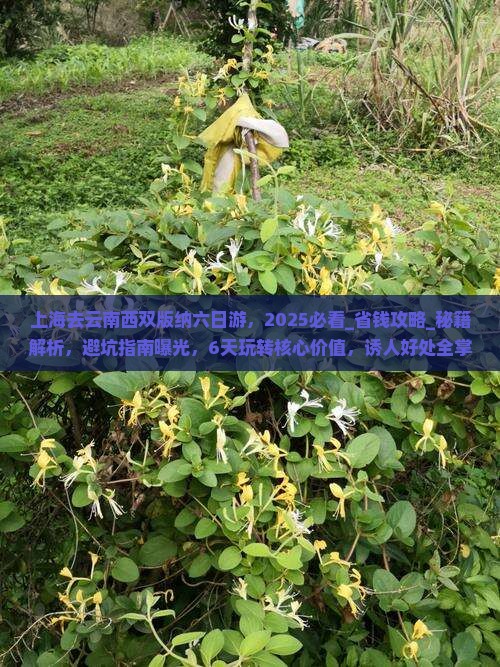 上海去云南西双版纳六日游