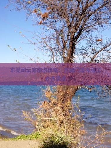 东莞到云南古城门票