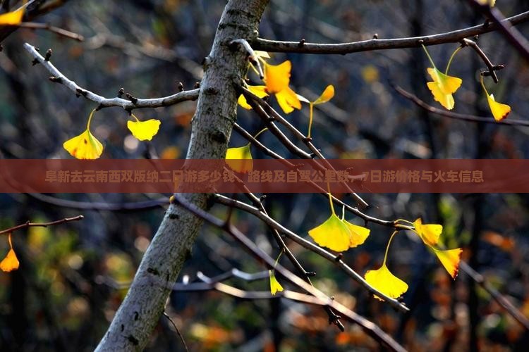 阜新去云南西双版纳二日游